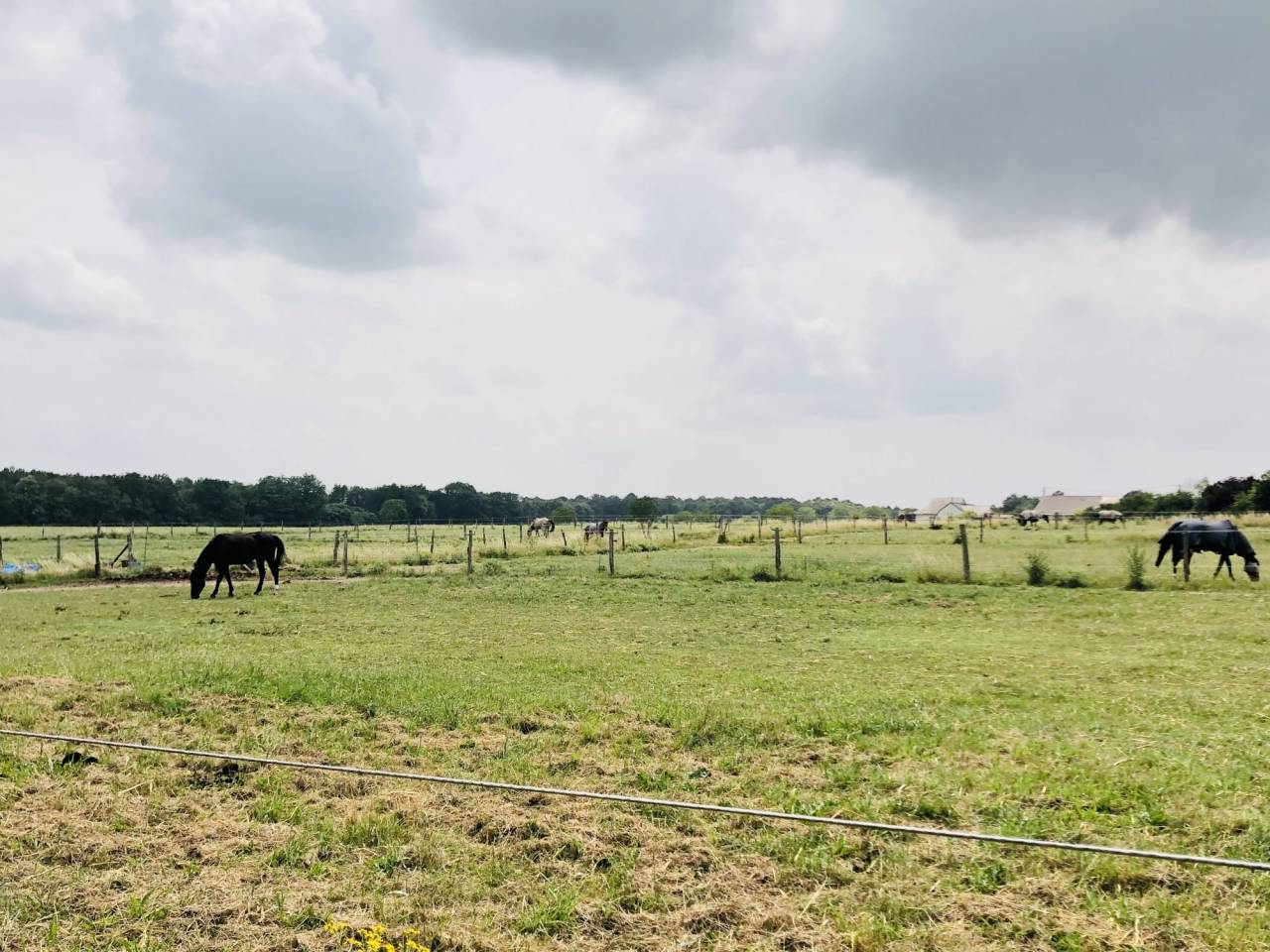 Paarden accommodatie Koop Maine-et-Loire