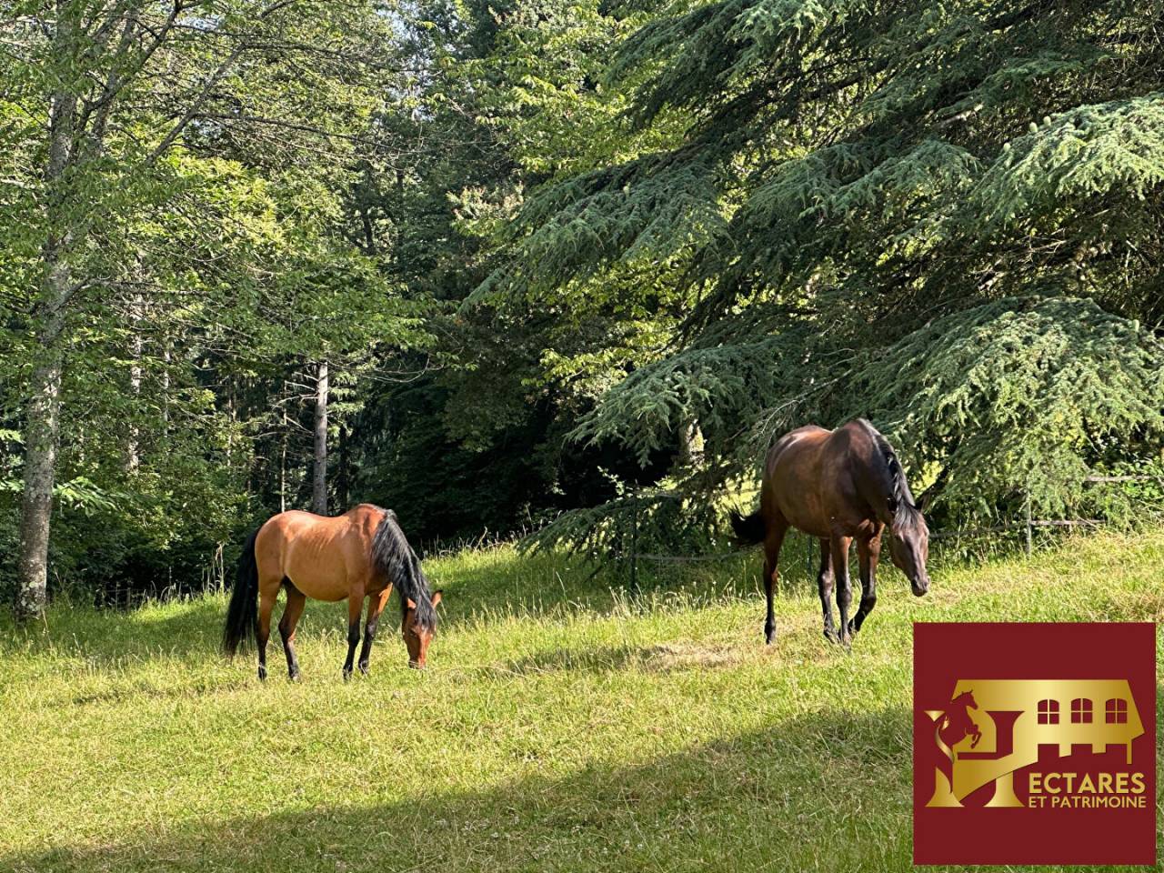 Paarden accommodatie Koop Sa&ocirc;ne-et-Loire