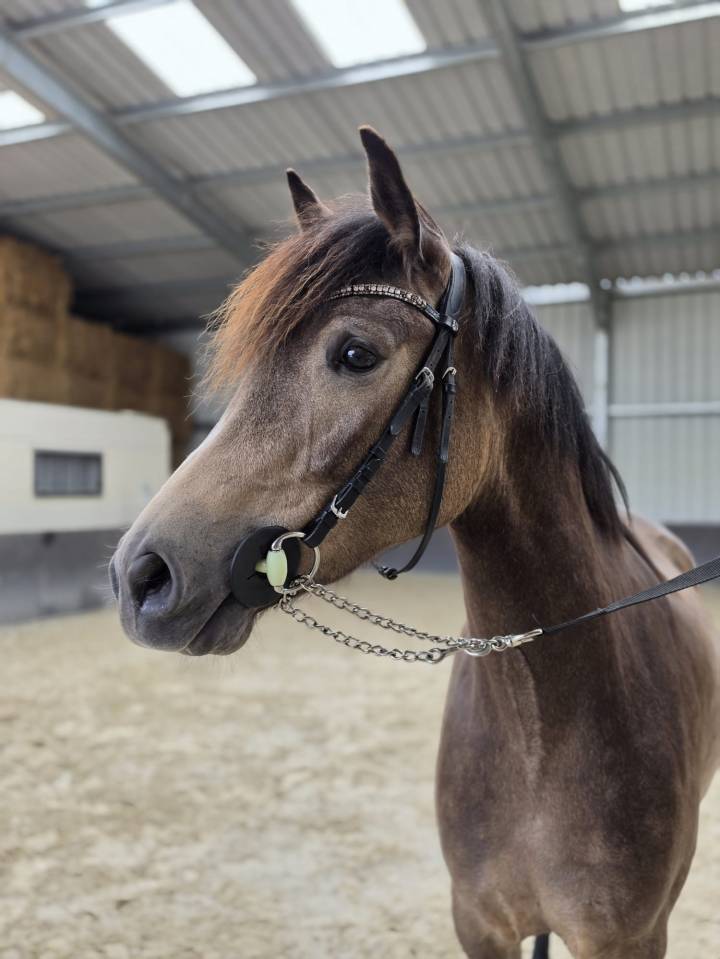Merrie Belgisch sportpaard Te koop 2023 Isabel