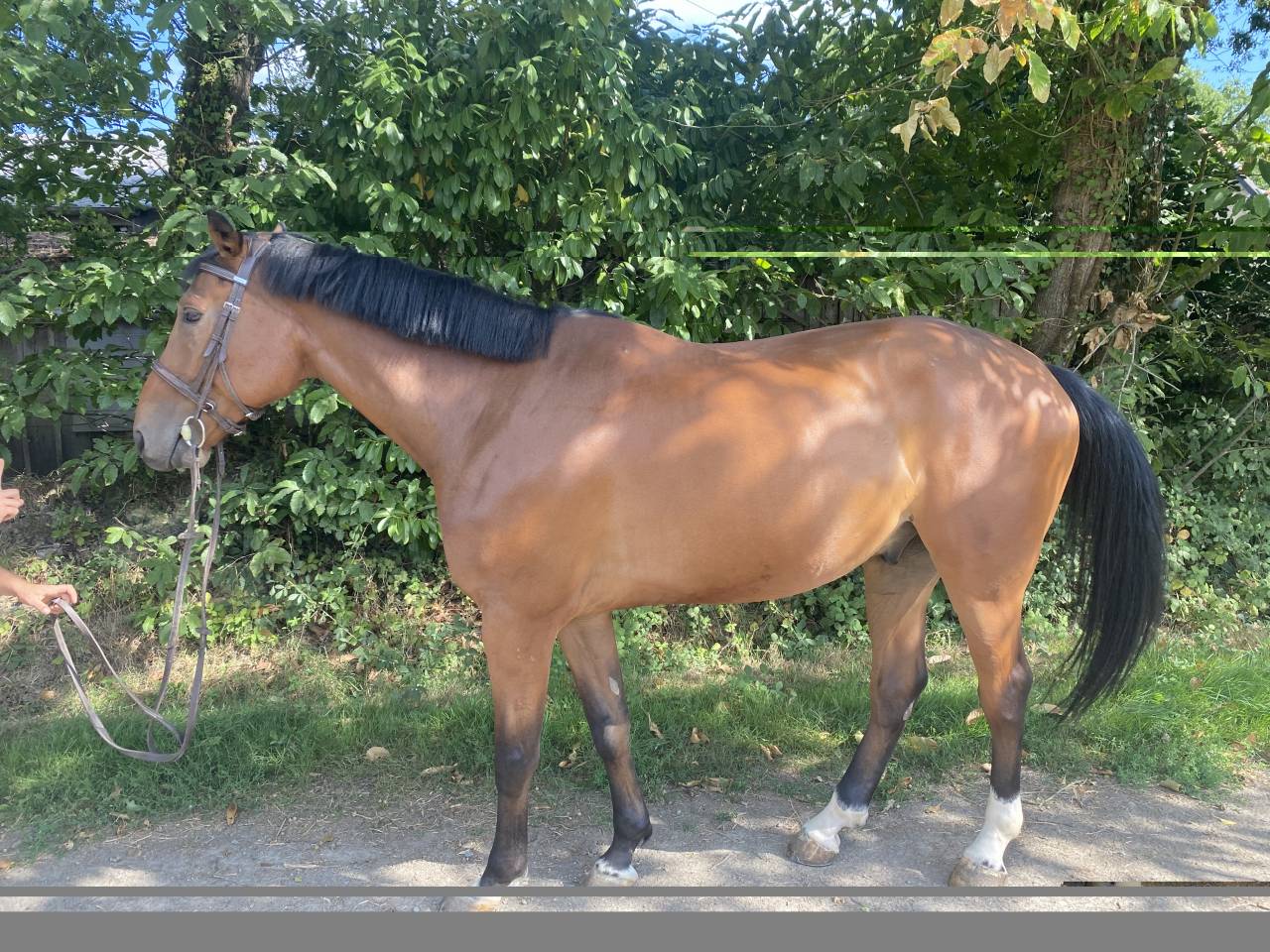 Ruin Selle Fran&ccedil;ais Te koop 2019 Donker bruin / bai ,  OGRION DES CHAMPS