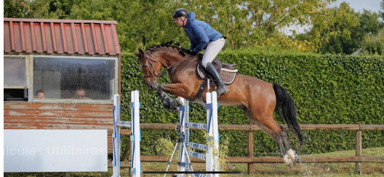 Ruin Selle Fran&ccedil;ais Te koop 2019 Donker bruin / bai ,  OGRION DES CHAMPS