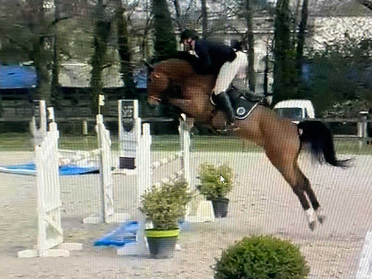 Ruin Selle Fran&ccedil;ais Te koop 2019 Donker bruin / bai ,  OGRION DES CHAMPS