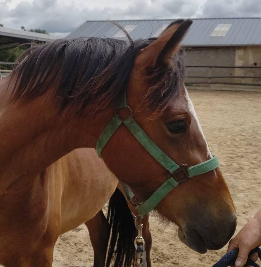 Merrie New Forest Te koop 2023 Donker bruin / bai ,  Birkilds Balboa