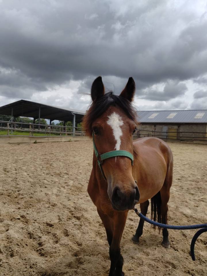 Merrie New Forest Te koop 2023 Donker bruin / bai ,  Birkilds Balboa
