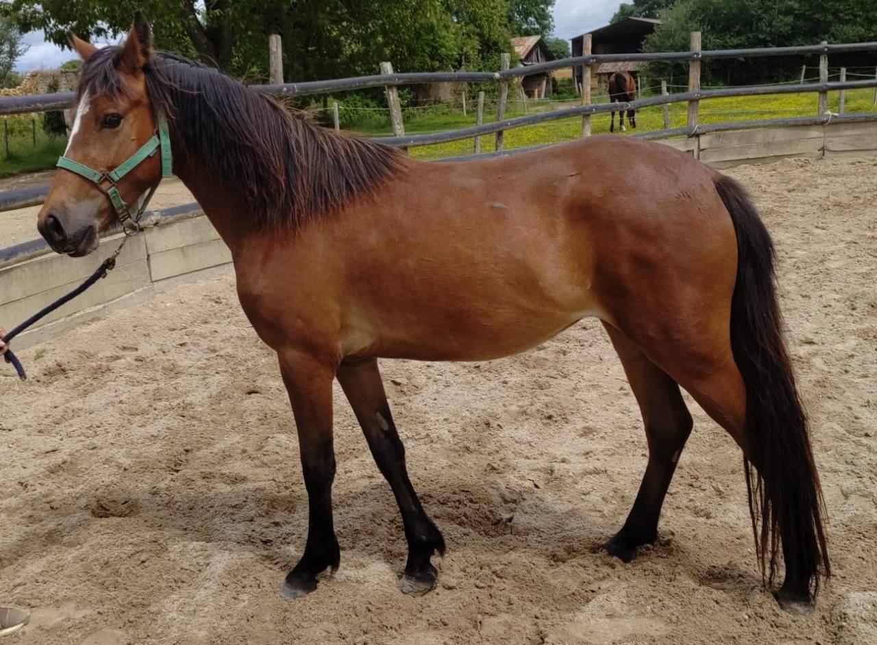 Merrie New Forest Te koop 2023 Donker bruin / bai ,  Birkilds Balboa