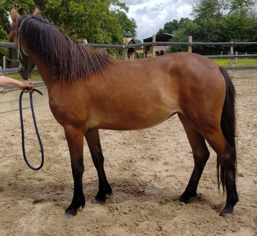 Merrie New Forest Te koop 2023 Donker bruin / bai ,  Birkilds Balboa