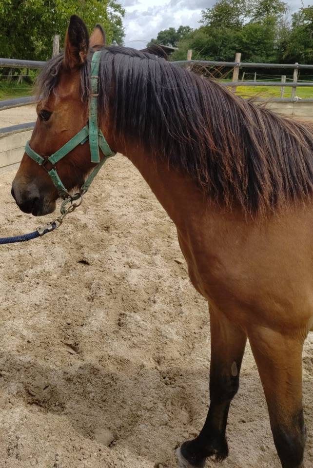 Merrie New Forest Te koop 2023 Donker bruin / bai ,  Birkilds Balboa