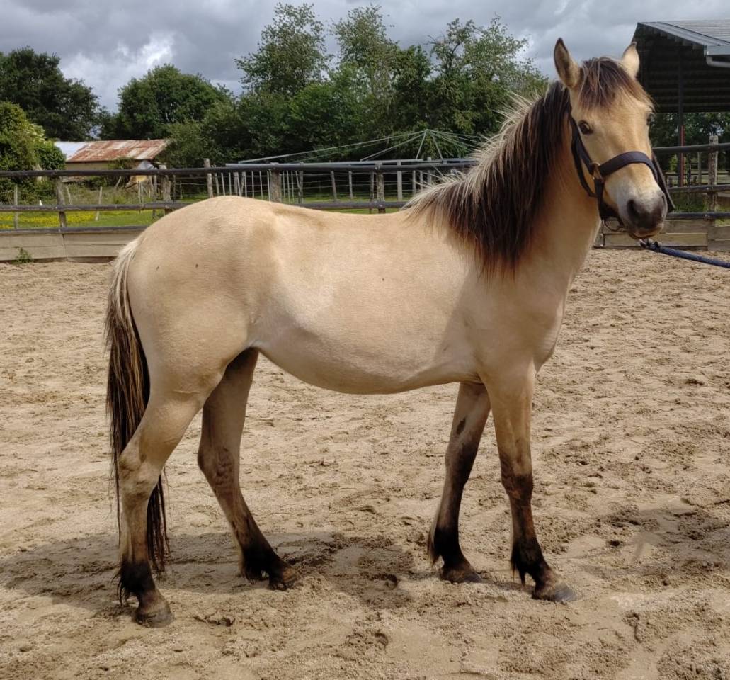 Merrie New Forest Te koop 2023 Isabel ,  Euchorthipus Arquetan
