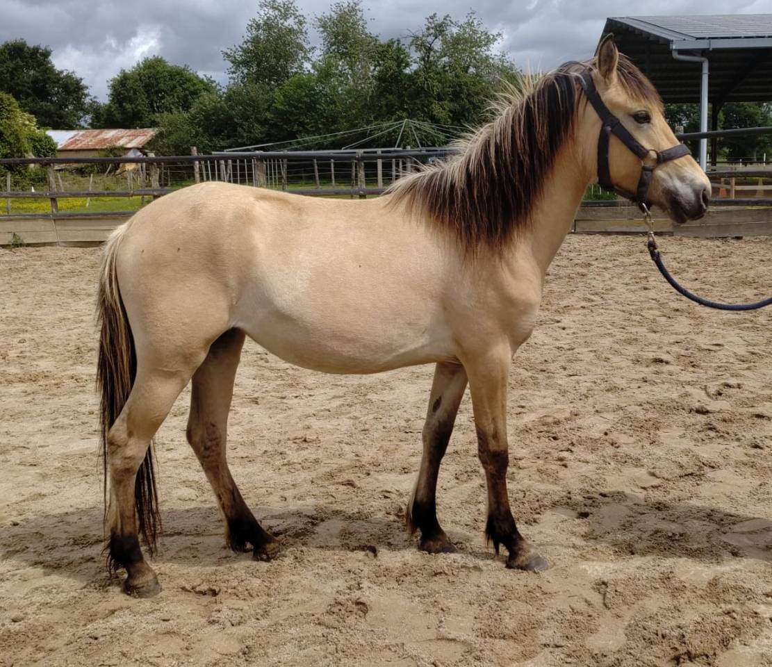 Merrie New Forest Te koop 2023 Isabel ,  Euchorthipus Arquetan