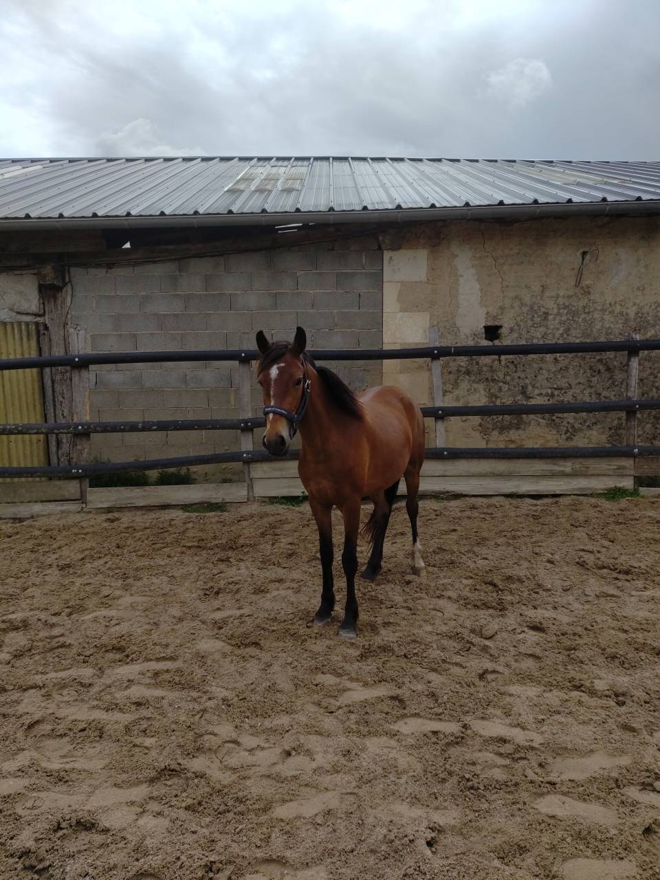 Merrie Franse rijpony PFS Te koop 2023 Donker bruin / bai ,  Virago d'Arquetan