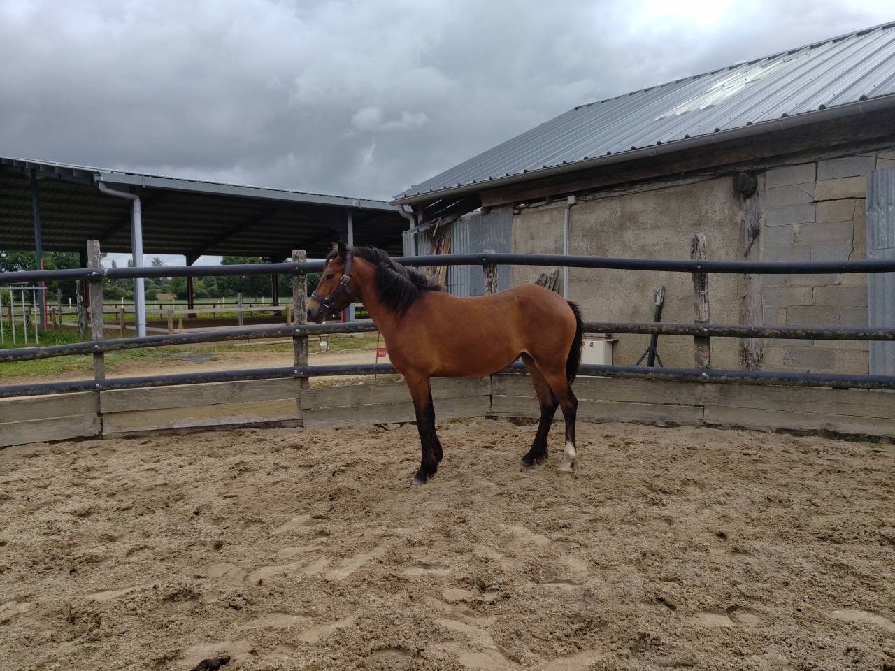 Merrie Franse rijpony PFS Te koop 2023 Donker bruin / bai ,  Virago d'Arquetan
