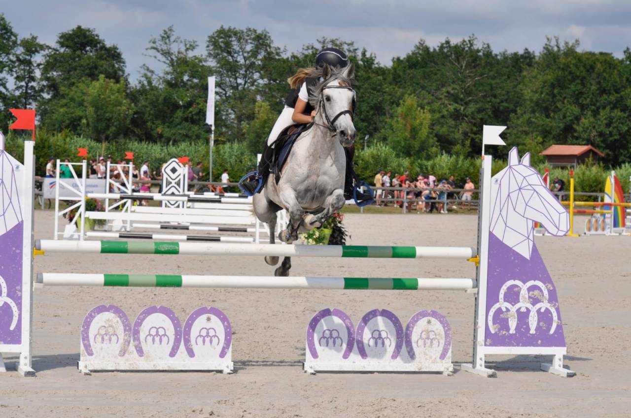 Merrie Andere pony rassen Te koop 2013 Donker bruin / bai ,  AFAS DE NAVA