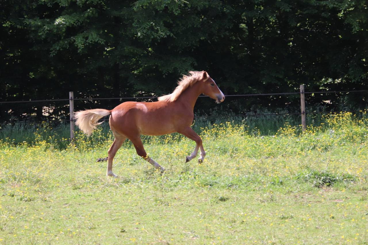 Veulen (vr) Franse rijpony PFS Te koop 2025 Vos ,  SALAM DU ROC
