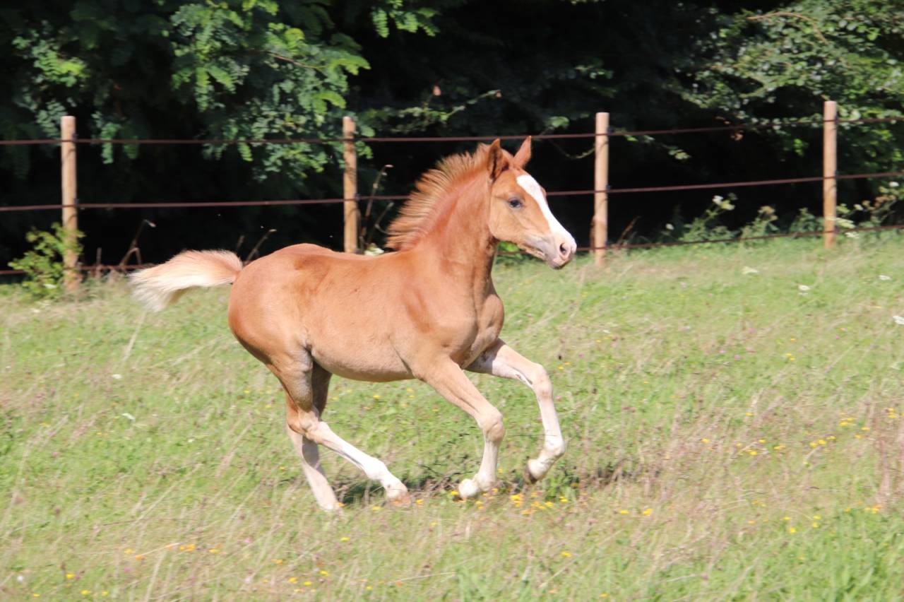 Veulen (vr) Franse rijpony PFS Te koop 2025 Vos ,  SALAM DU ROC