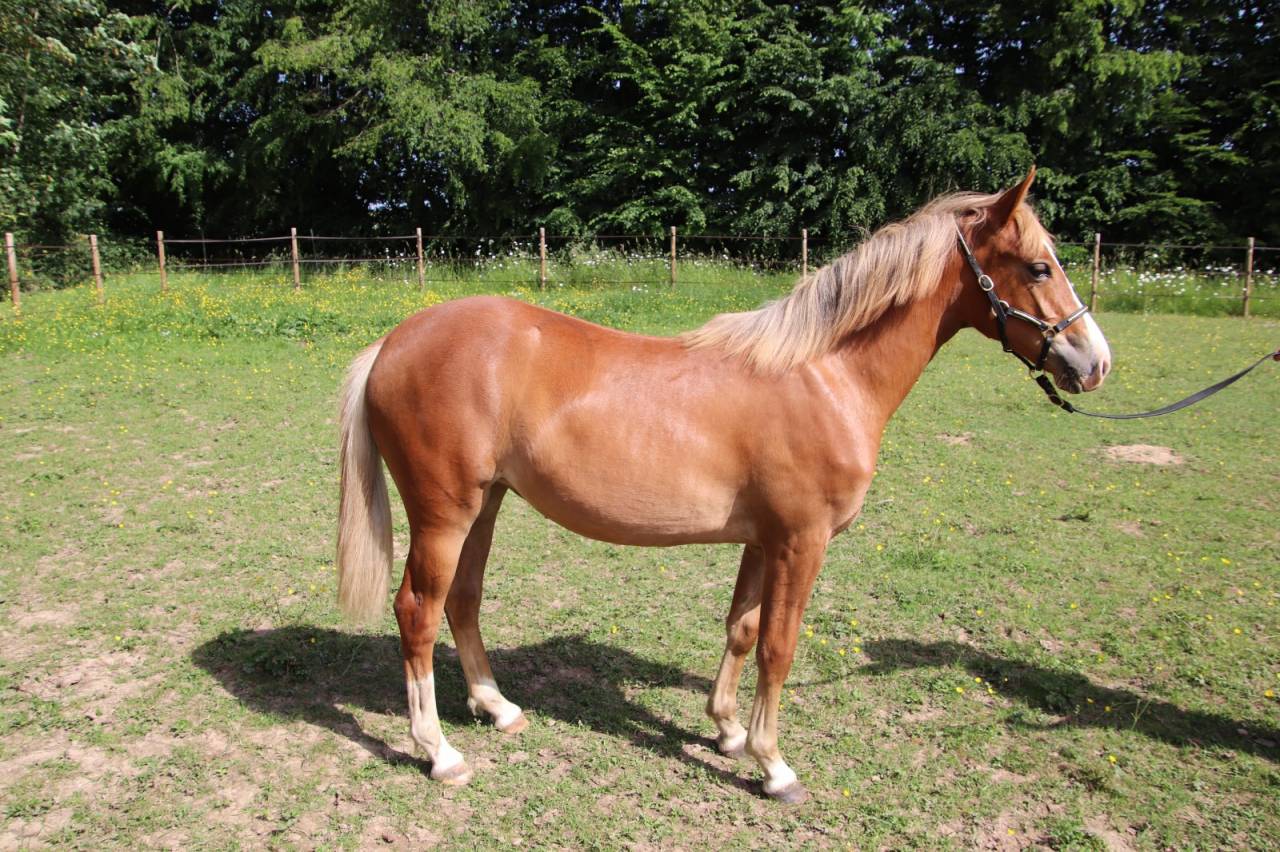 Veulen (vr) Franse rijpony PFS Te koop 2025 Vos ,  SALAM DU ROC