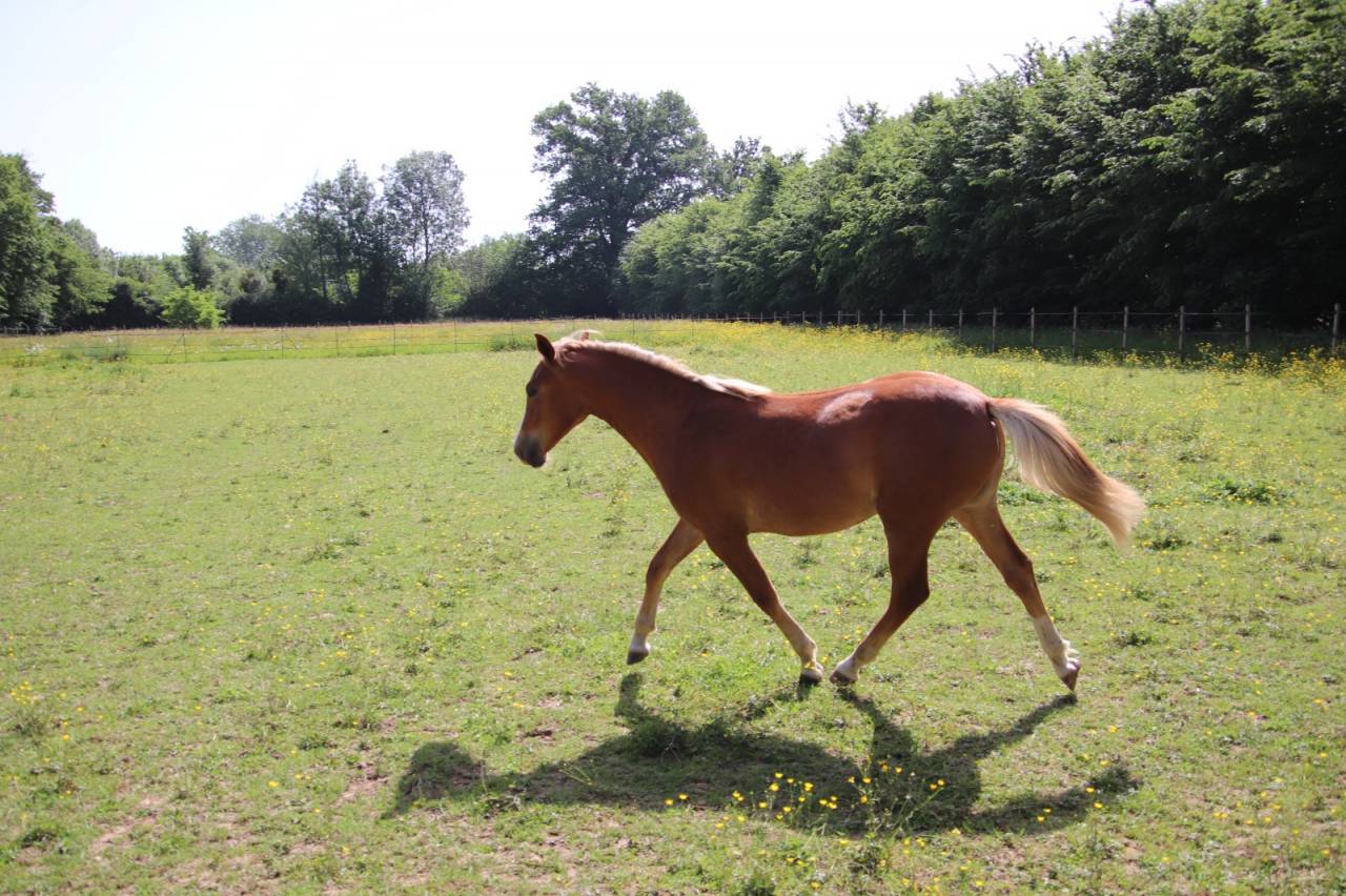 Veulen (vr) Franse rijpony PFS Te koop 2025 Vos ,  SALAM DU ROC
