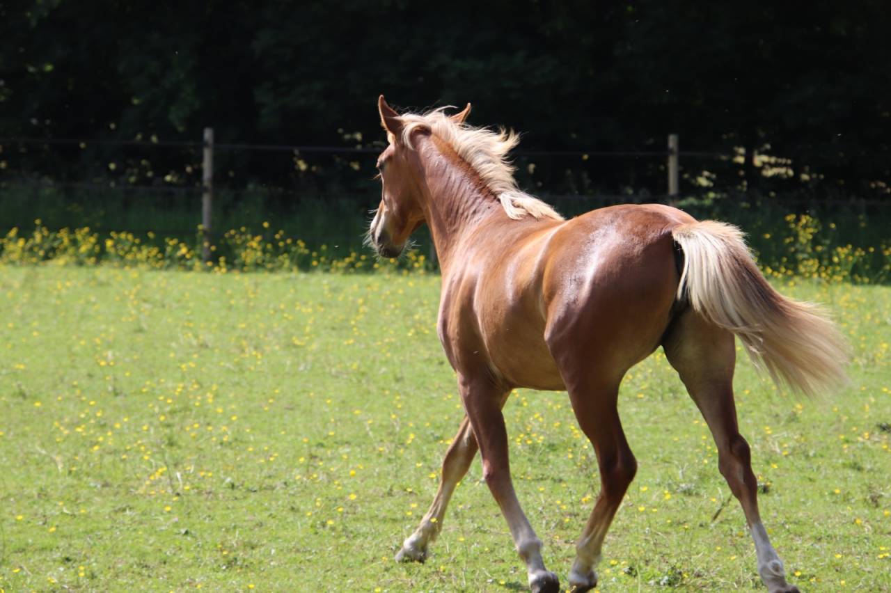 Veulen (vr) Franse rijpony PFS Te koop 2025 Vos ,  SALAM DU ROC