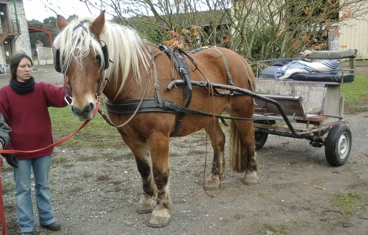 Rijtuigen - Hippomobile utilitaire - Ander merk - Utilitaire 