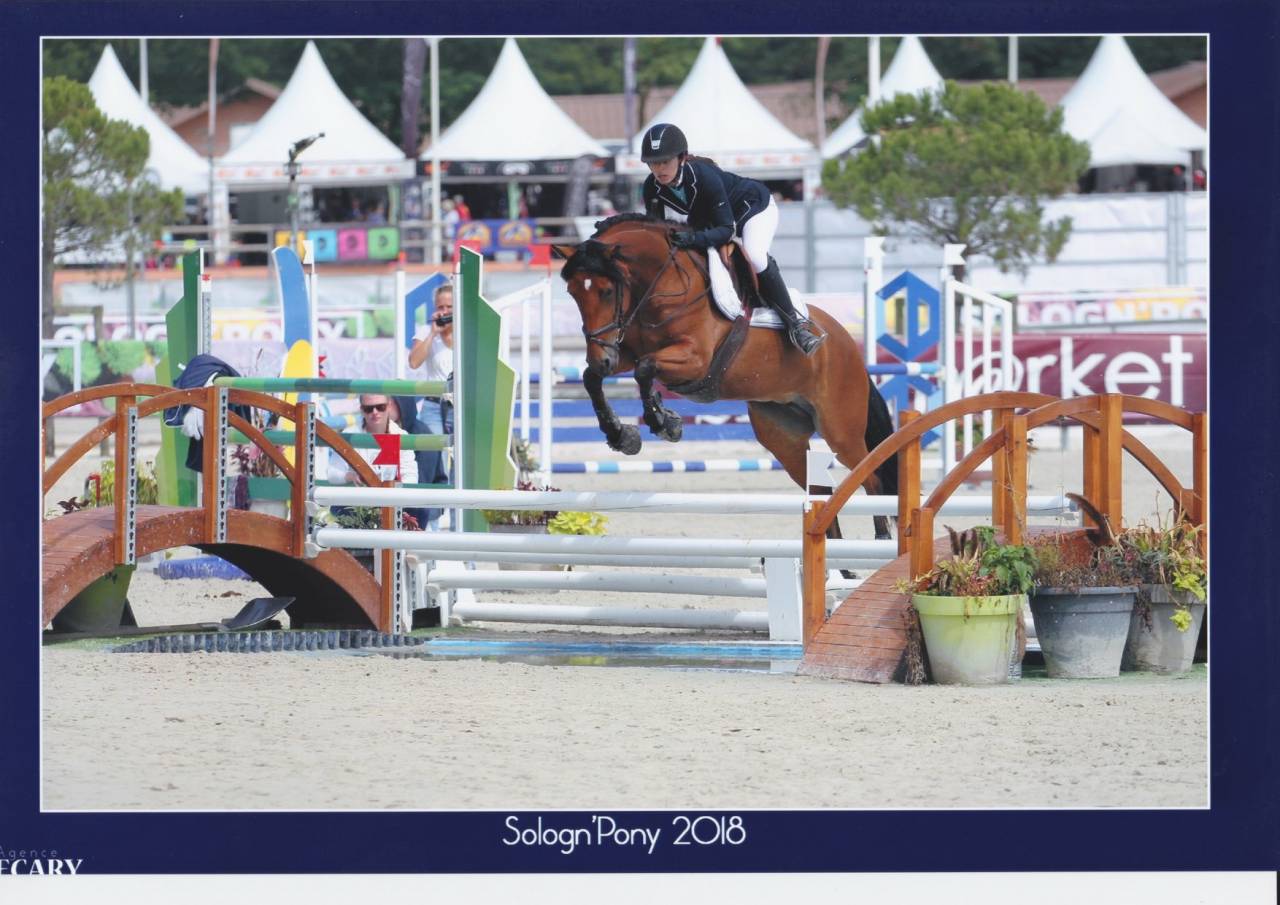 Merrie Franse rijpony PFS Te leen 2013 Donker bruin / bai