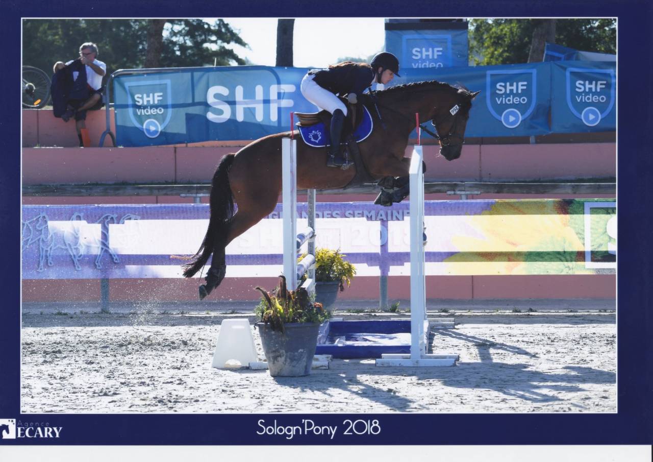 Merrie Franse rijpony PFS Te leen 2013 Donker bruin / bai