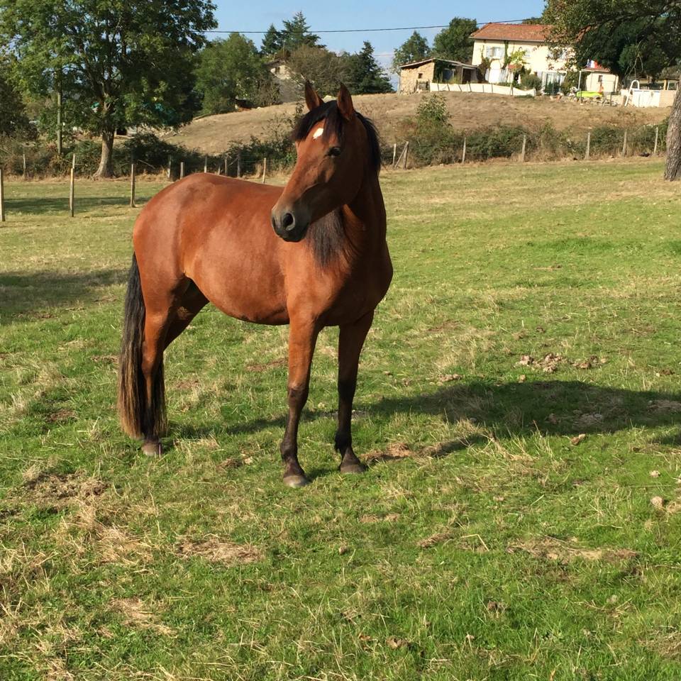 Merrie Franse rijpony PFS Te leen 2013 Donker bruin / bai
