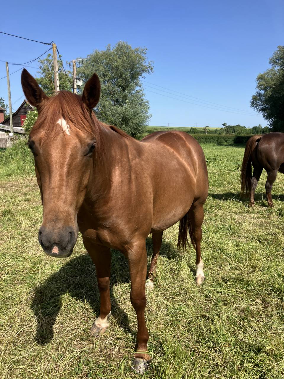 Veulen (vr) Bekend ras Te koop 2022 Vos ,  Flash Little Pine