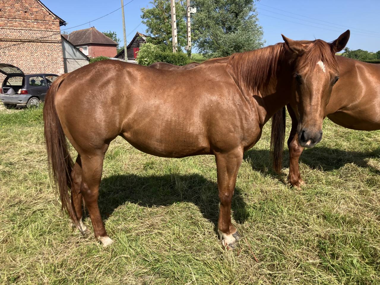 Veulen (vr) Bekend ras Te koop 2022 Vos ,  Flash Little Pine