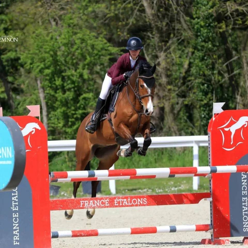 Ruin Franse rijpony PFS Te koop 2019 Donker bruin / bai ,  MOVIE STAR TILIA