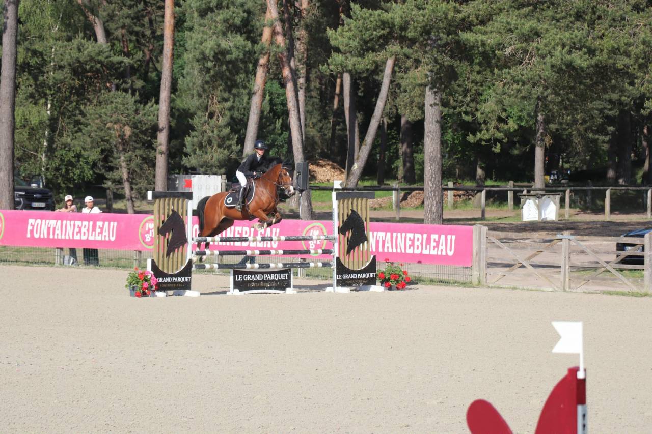 Ruin Franse rijpony PFS Te koop 2019 Donker bruin / bai ,  MOVIE STAR TILIA