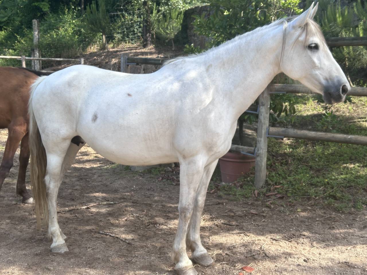 Merrie PRE Puur Ras Spaans Te koop 2015 Schimmel ,  GRACIOSO DI