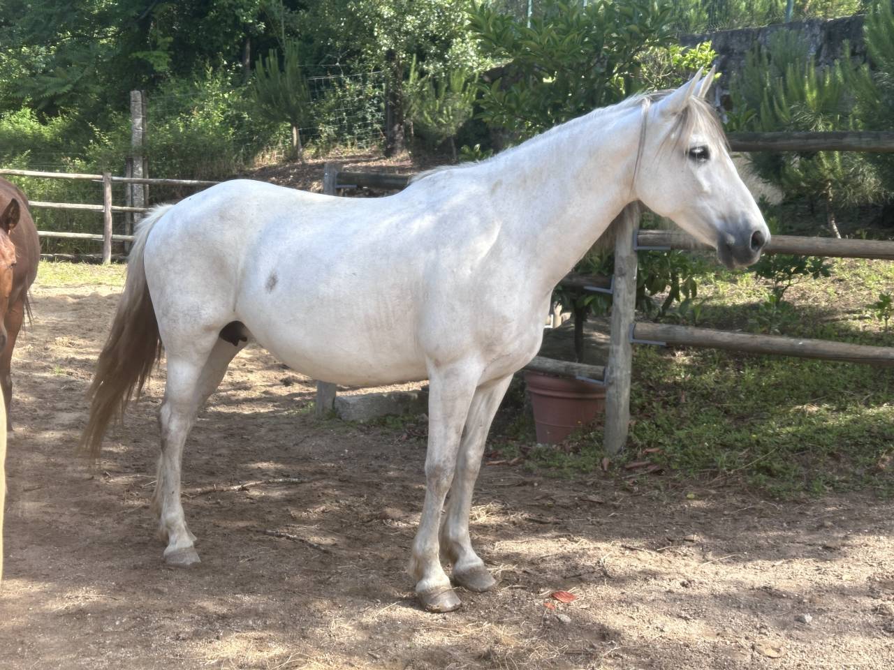 Merrie PRE Puur Ras Spaans Te koop 2015 Schimmel ,  GRACIOSO DI