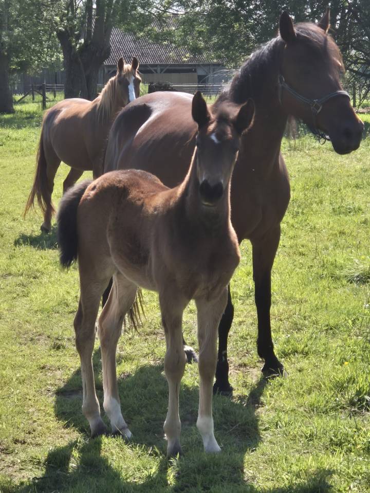 Hengst Franse rijpony PFS Te koop 2026 Donker bruin / bai