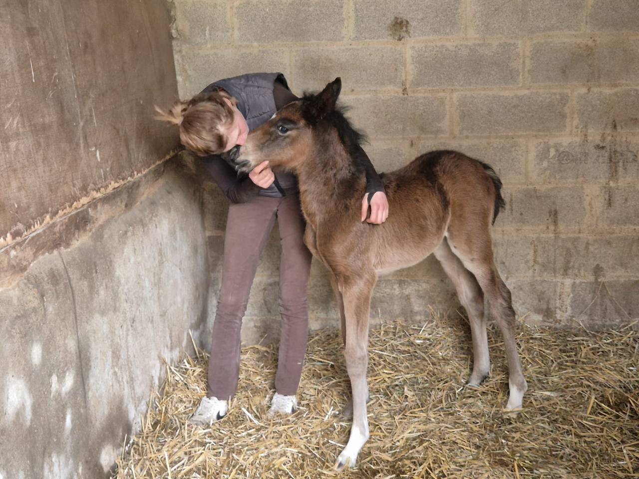 Hengst Franse rijpony PFS Te koop 2026 Donker bruin / bai