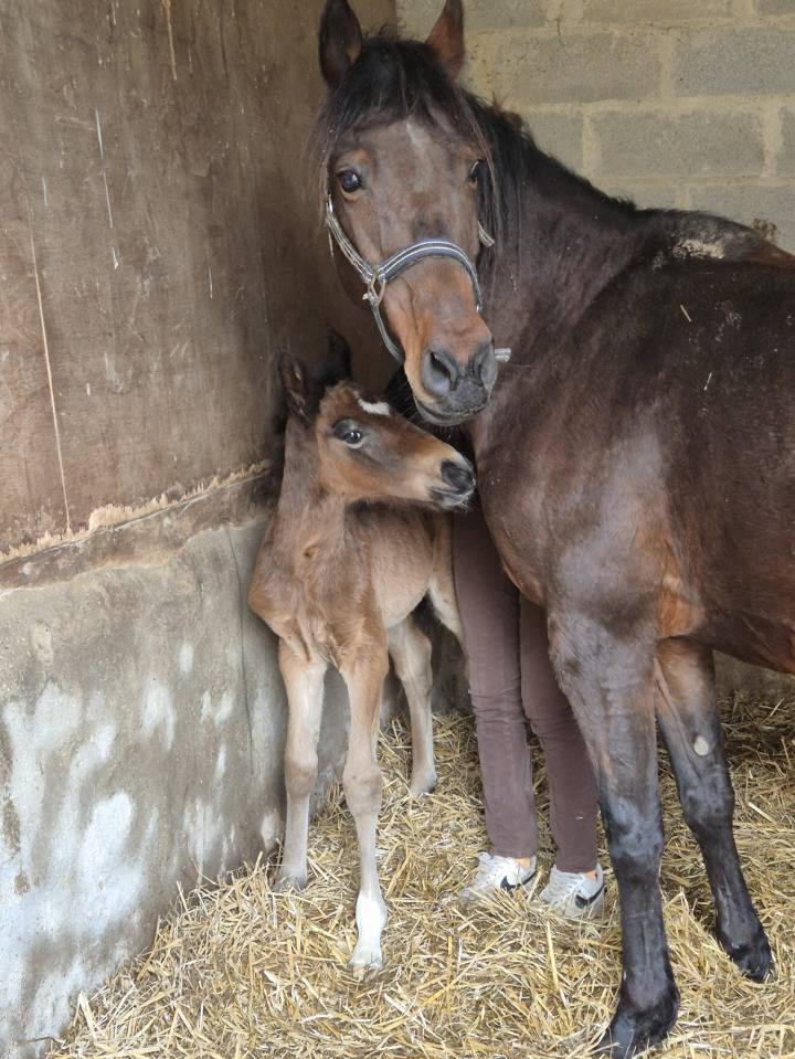 Hengst Franse rijpony PFS Te koop 2026 Donker bruin / bai