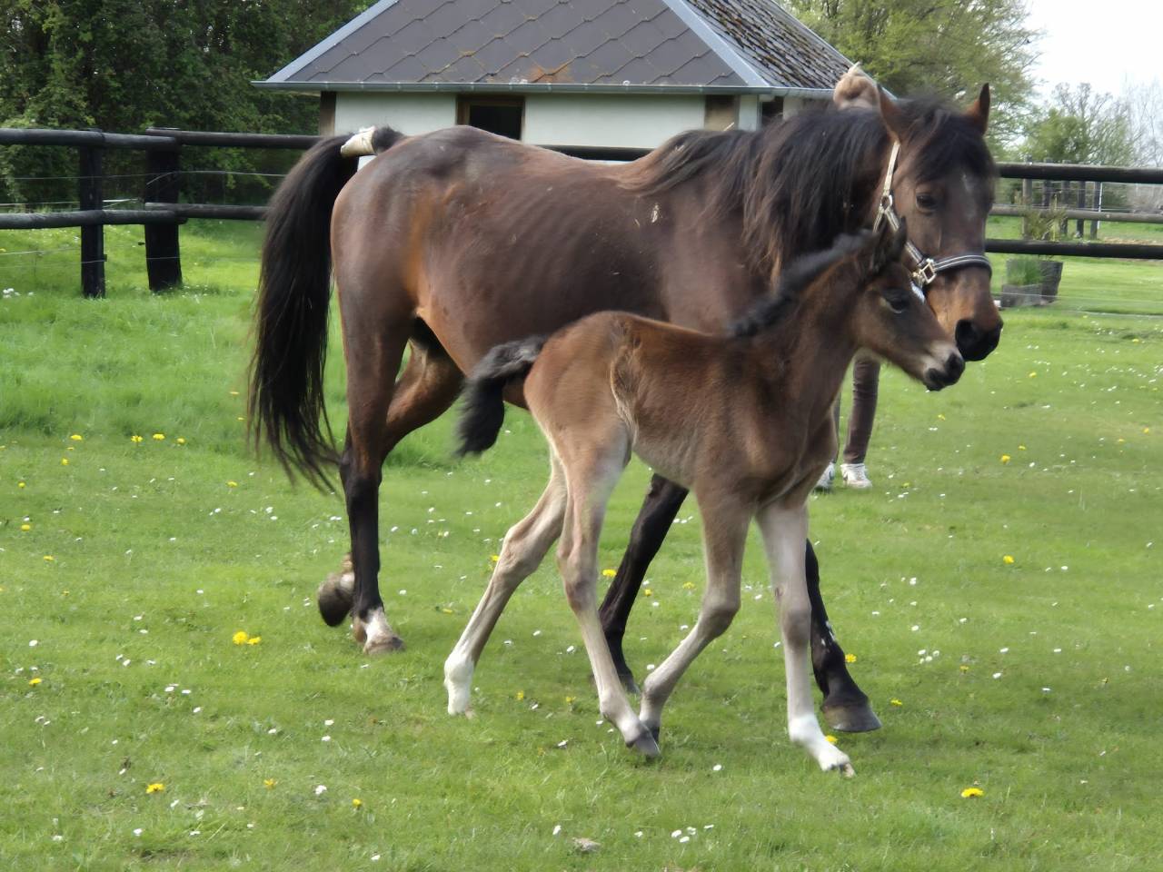 Hengst Franse rijpony PFS Te koop 2026 Donker bruin / bai