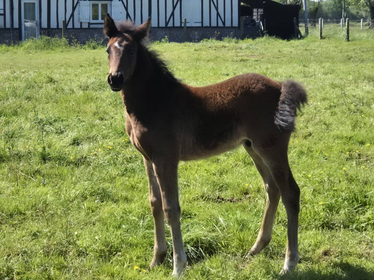 Hengst Franse rijpony PFS Te koop 2026 Donker bruin / bai