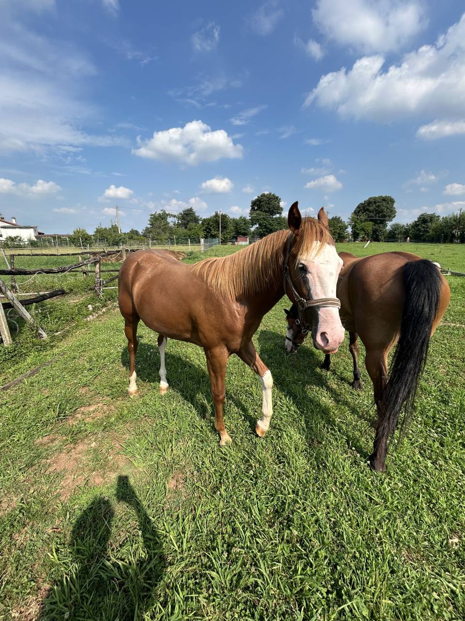 Hengst Paint Horse Te koop 2024 Vos