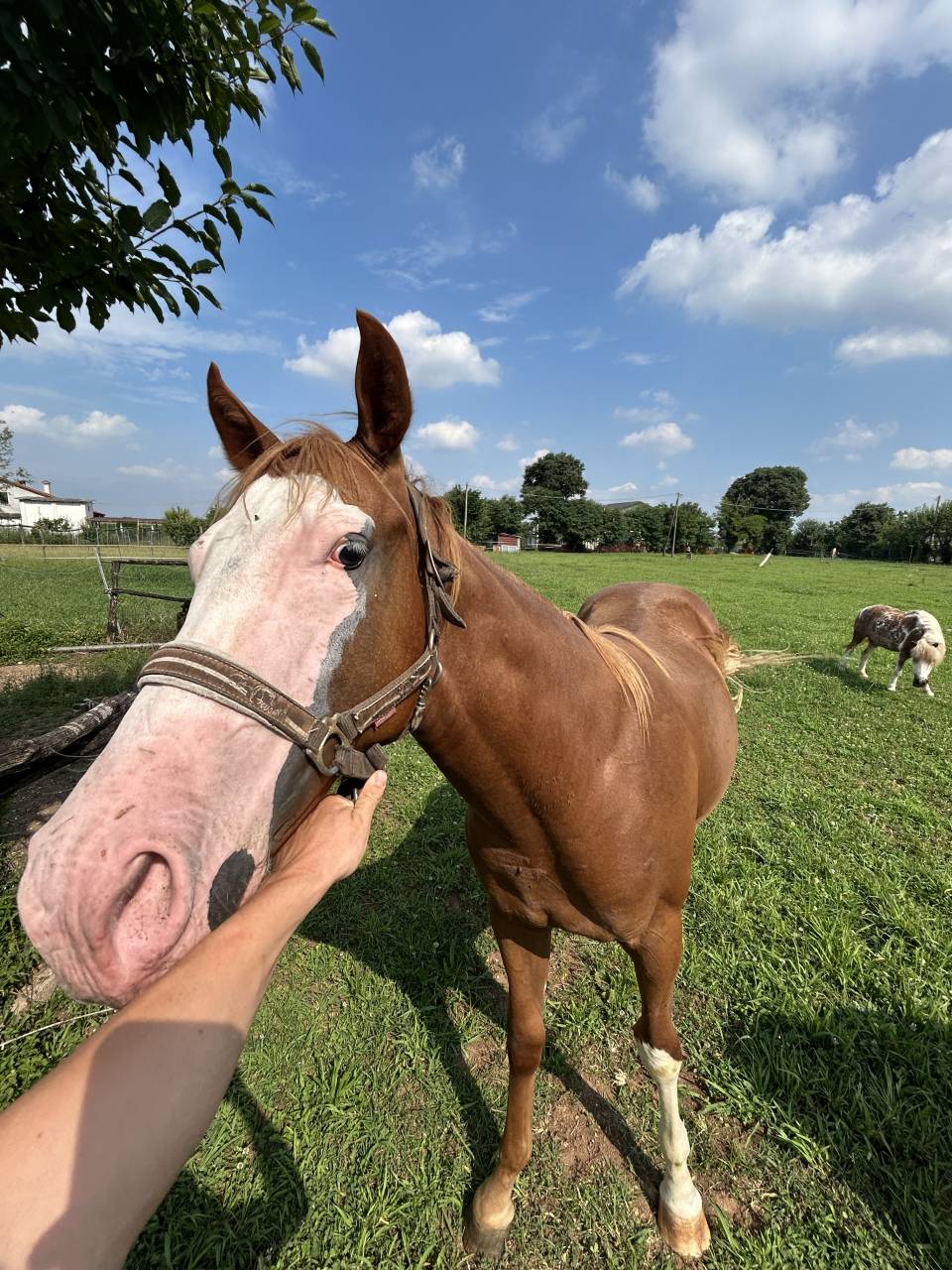 Hengst Paint Horse Te koop 2024 Vos