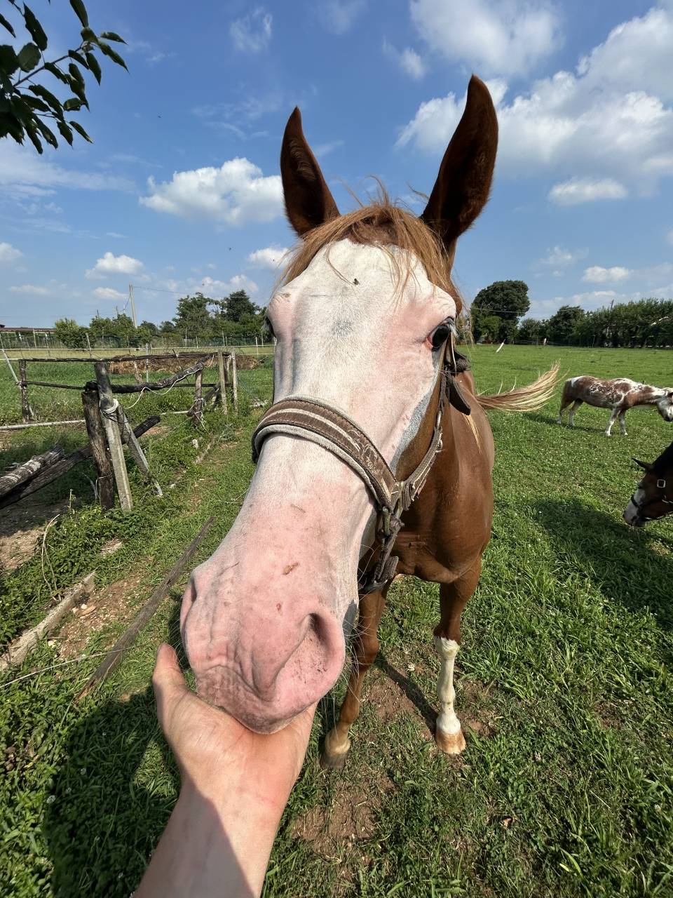 Hengst Paint Horse Te koop 2024 Vos
