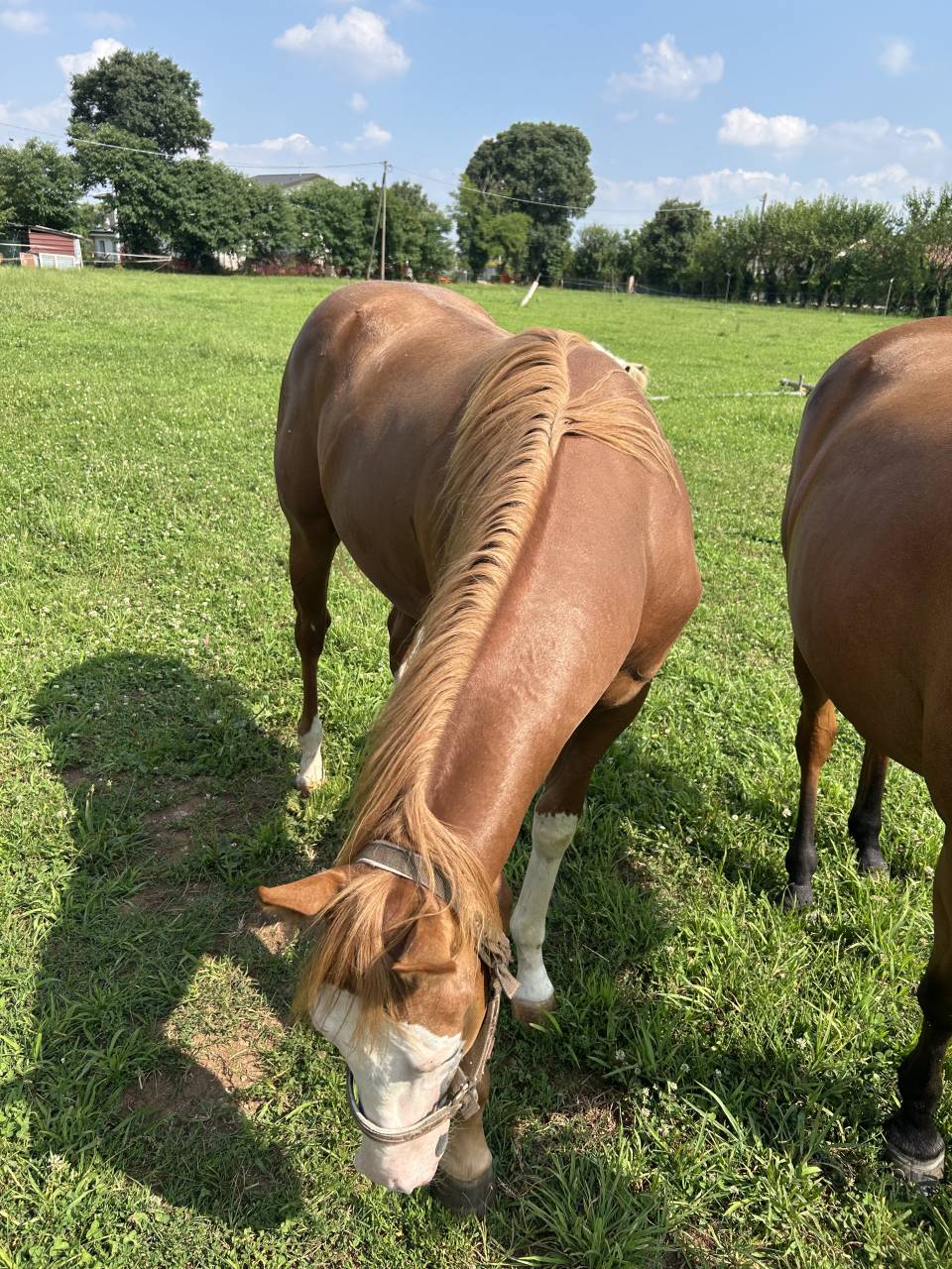 Hengst Paint Horse Te koop 2024 Vos