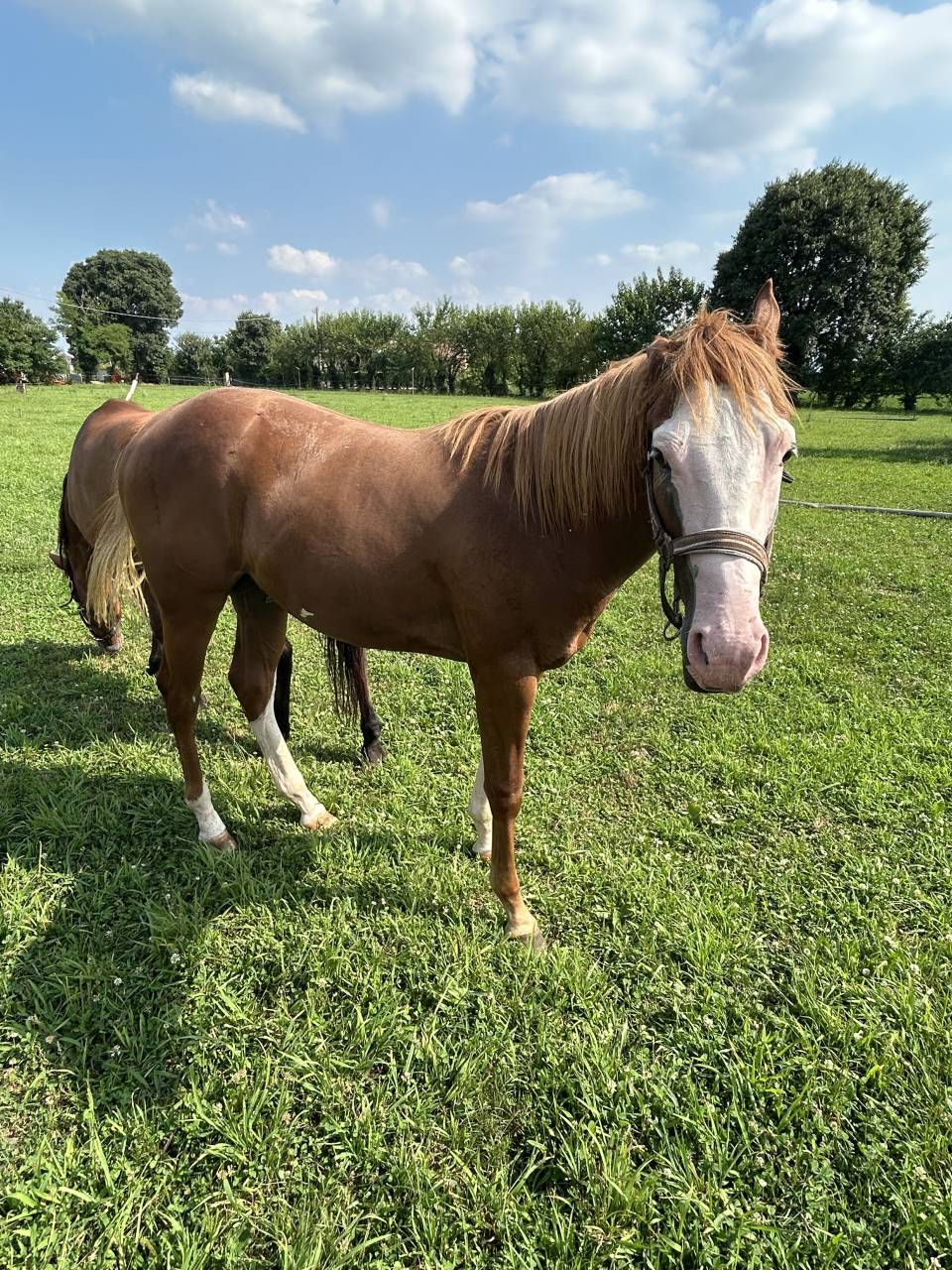 Hengst Paint Horse Te koop 2024 Vos