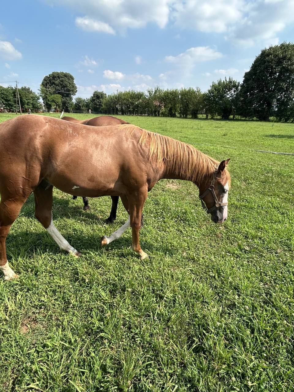 Hengst Paint Horse Te koop 2024 Vos