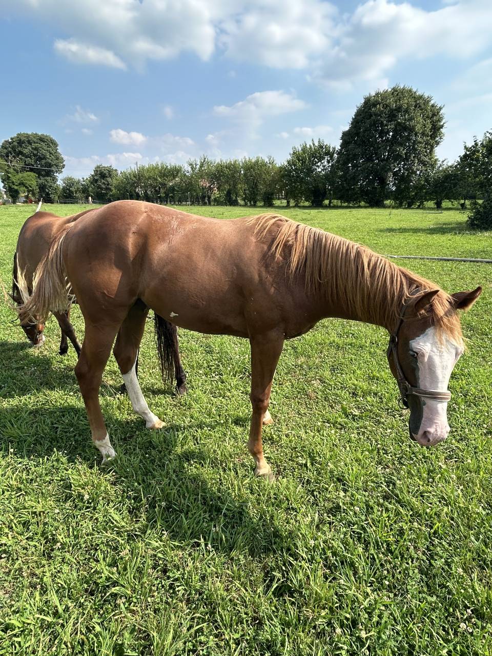 Hengst Paint Horse Te koop 2024 Vos