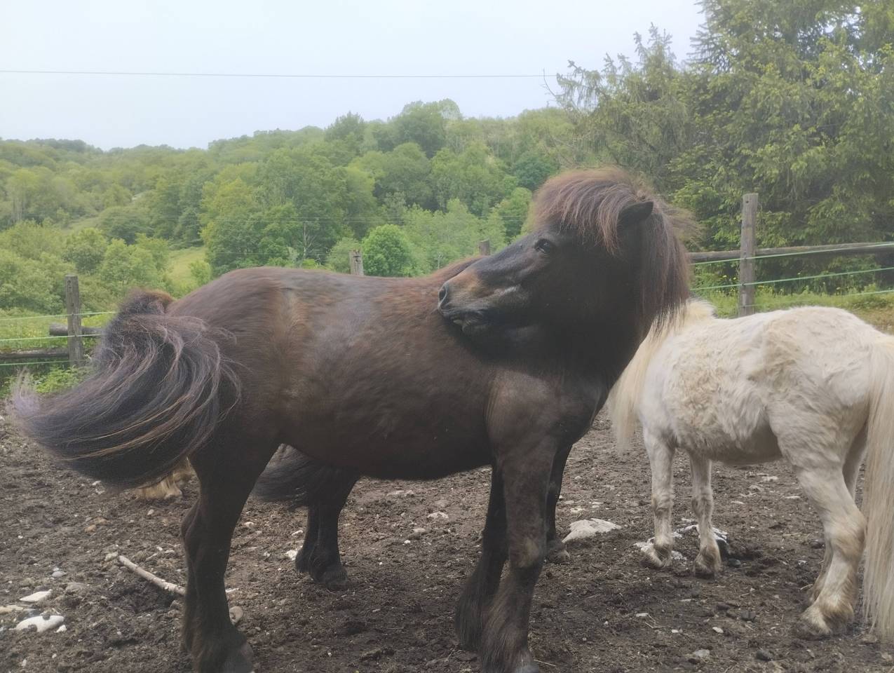 Merrie Shetland Te koop 2009 Bruin / Bai