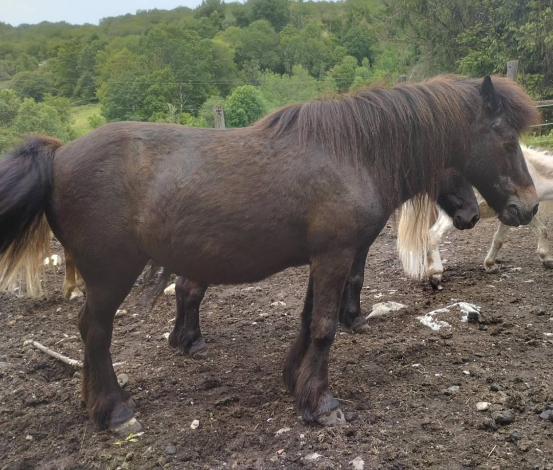 Merrie Shetland Te koop 2009 Bruin / Bai