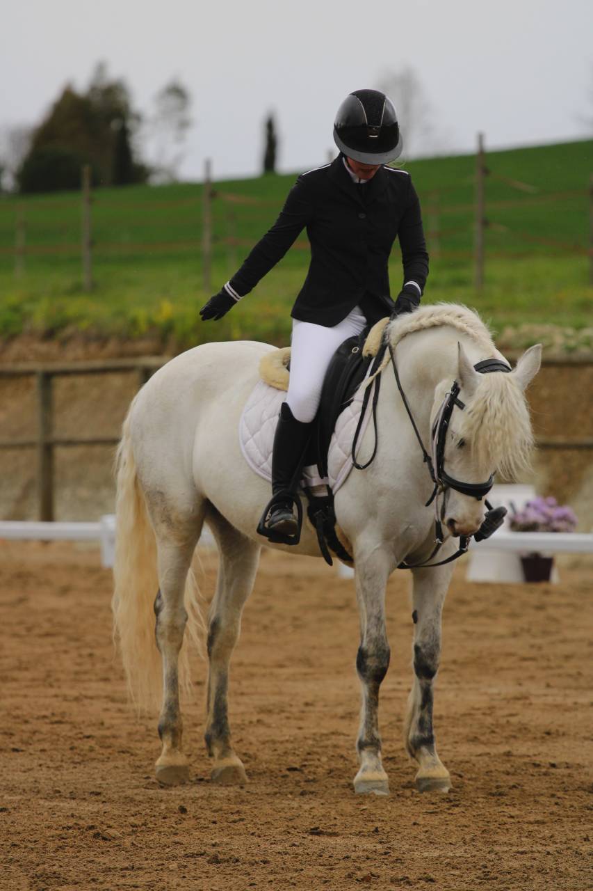 Ruin Connemara Te koop 2015 Schimmel ,  IMPERIAL DU BLIN