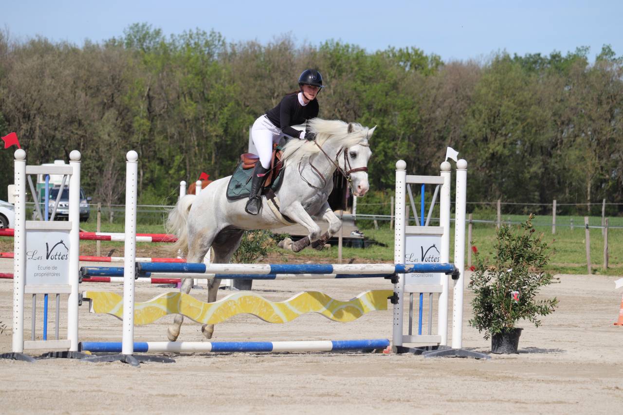 Ruin Connemara Te koop 2015 Schimmel ,  IMPERIAL DU BLIN