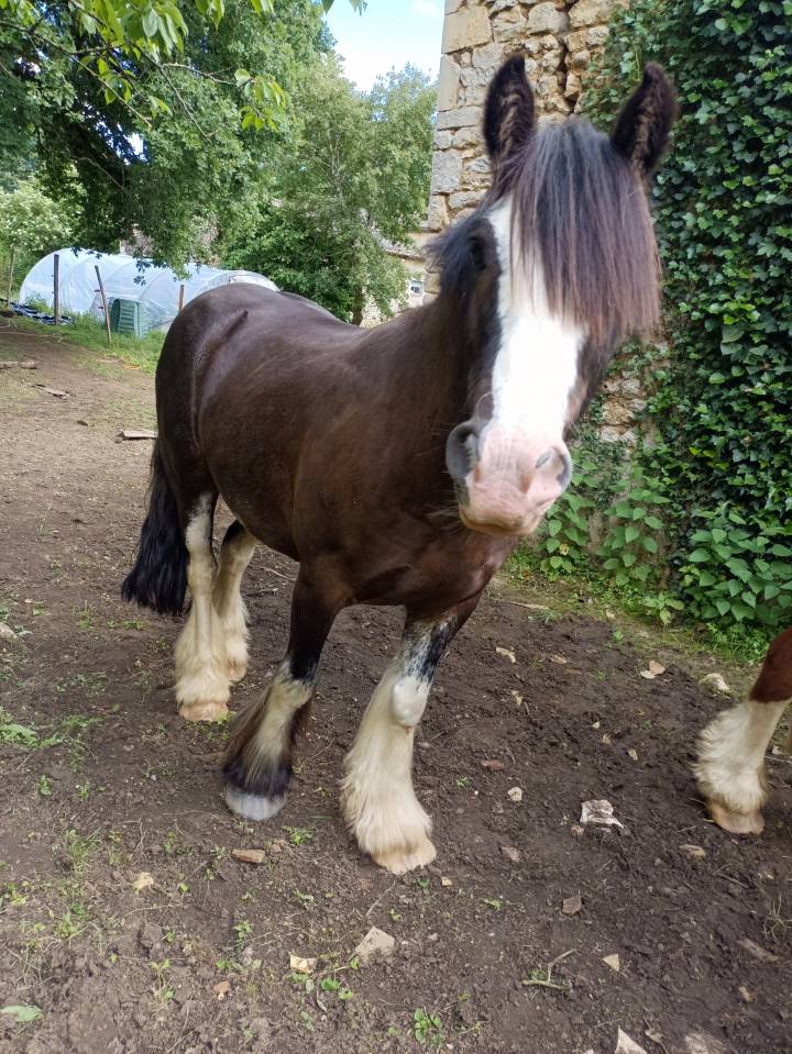 Ruin Andere pony rassen Te koop 2021 Zwart