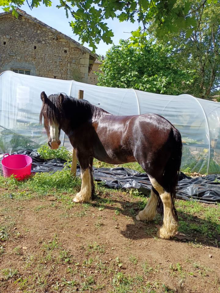 Ruin Andere pony rassen Te koop 2021 Zwart
