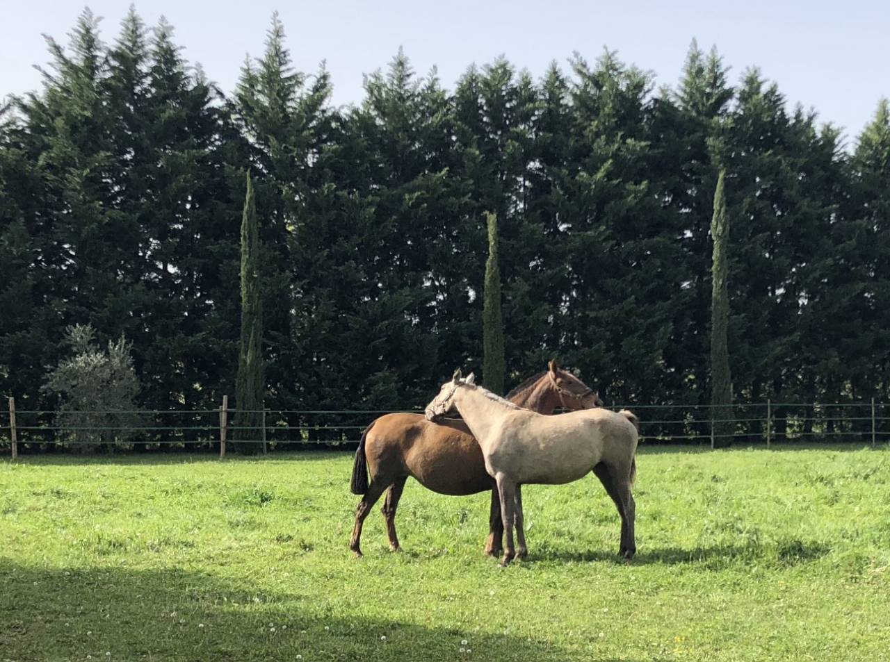 Mooi hippisch vastgoed Koop Bouches-du-Rh&ocirc;ne